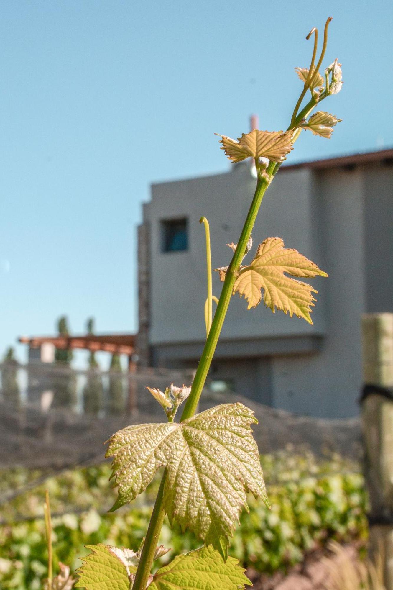 Agrelo Vines Lodge Exteriér fotografie